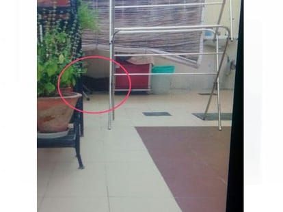 viral video of leopard entered in retired army officer house