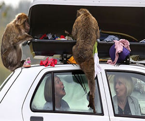  Monkey attack, Veterinary doctor felt down and died 
