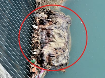 dead body flows in alaknanda river.