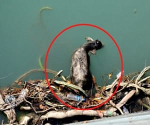 dead body flows in alaknanda river.