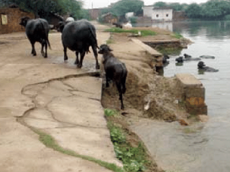 Broken road of Pond broke the animals leg. 