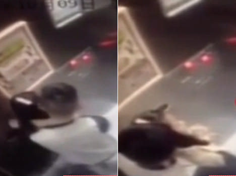 Woman sexually assaulted after being grabbed in lift