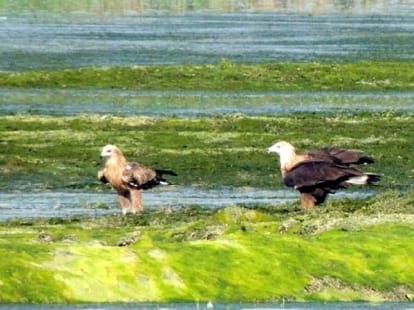 Migratory birds scattered shine in the valley 