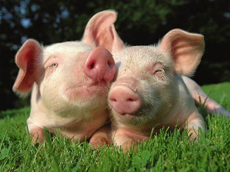 scientists planning to use pig dna in human organ transplant
