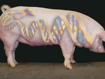 scientists planning to use pig dna in human organ transplant