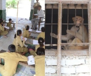 caught monkey team coming in mathura.  