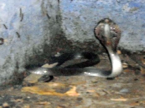 Snakes in the room out of school stampede