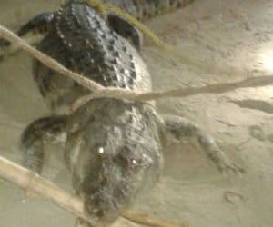crocodile attack on a women in baharaich