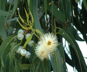 Eucalyptus not dry drinking water