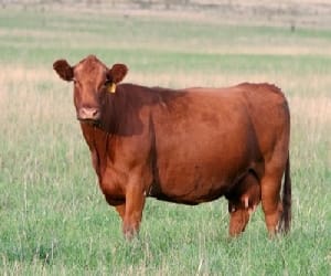 to built cow memorial in Mansa million grant to continue : Bhagat
