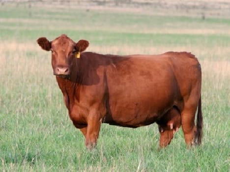 Cow meat was found in Kharkhauda