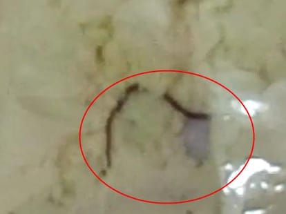 dead snake found in sealed packet of nestle lactogen milk powder