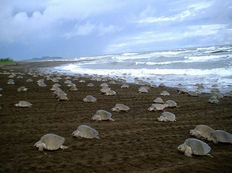 Turtle eggs not met, sand mining suggest