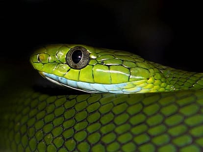 Jealous husband sends wife's colleague live green snake and a warning note