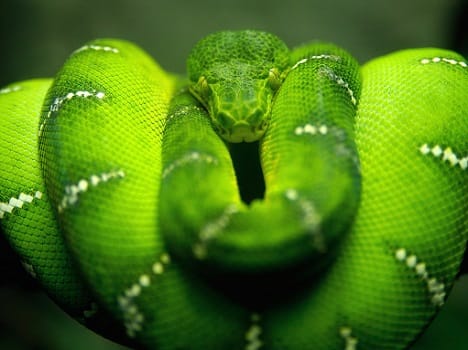 snake enter in superfast bus