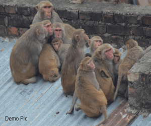 uttarakhand three department control on up monkey.