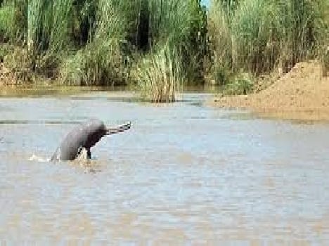 25 per cent of the population in the district dolphins