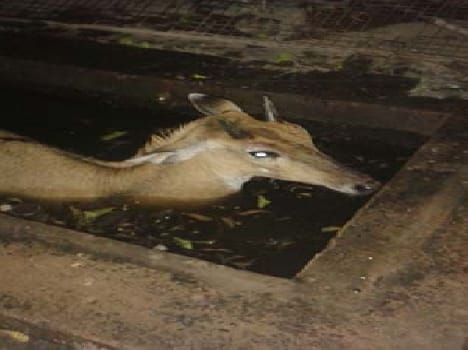The nilgai lives of officers in faltering Snvden