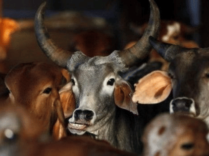 cow giving milk continuously from 12 years.