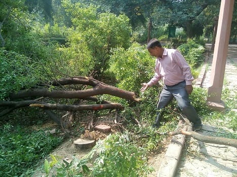 Security breach of Tajmahal, smugglers cut off sandalwood trees