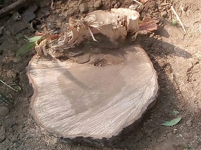 Security breach of Tajmahal, smugglers cut off sandalwood trees