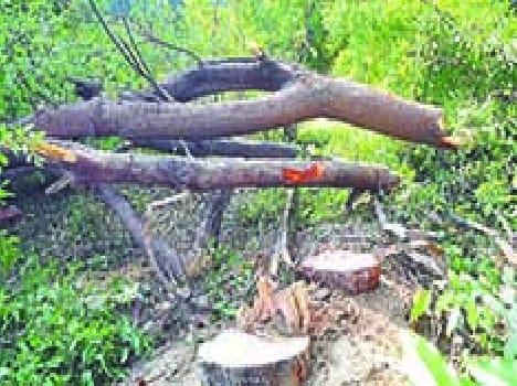 sandal tree cut in yallow zone