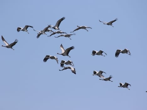 Migratory birds scattered shine in the valley 