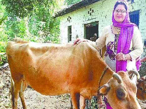 Without giving milk are pregnant Gumata