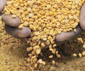 Govt will provide grains at reduce rate. 