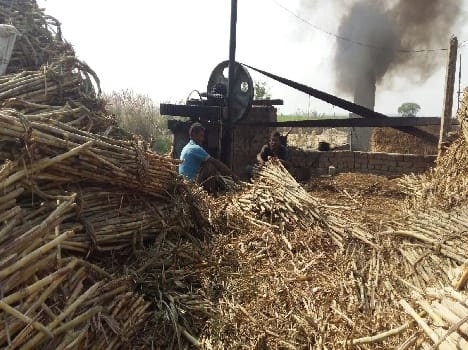 Sell sugarcane at low price Forcing farmers