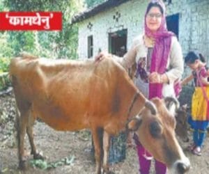 cow giving milk continuously from 12 years.