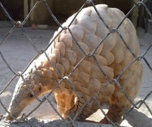 pangolin amazing behavior in park.