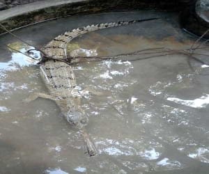crocodile seen in jhabrawala