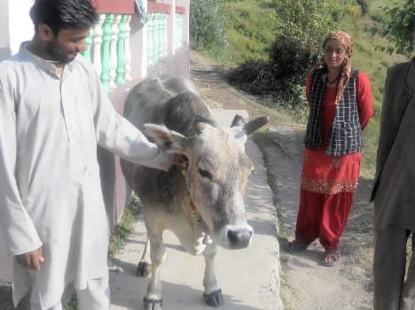 Cow giving milk continuously from two years.