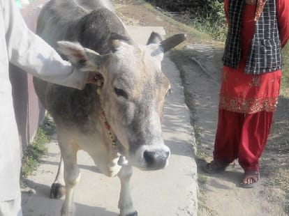 Cow giving milk continuously from two years.