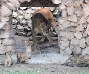People gathered to see lions.