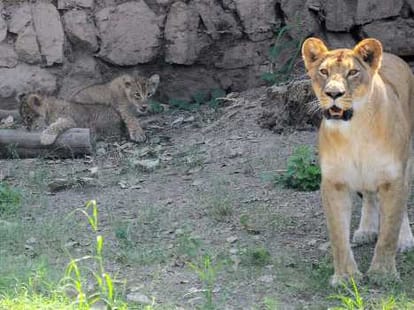 People gathered to see lions.