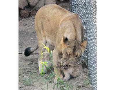 People gathered to see lions.