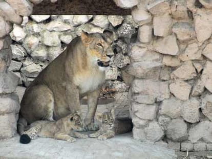 People gathered to see lions.