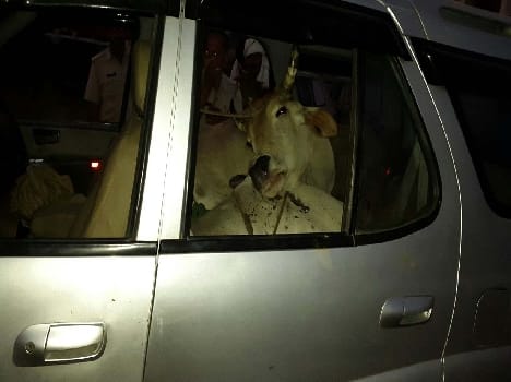 Police caught neat cattle car full of safari