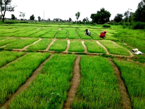 Mewat will reduce the Onion crisis in the country .