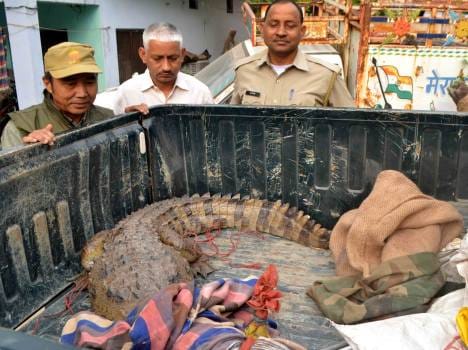 seven feet crocodile found in haridwar.
