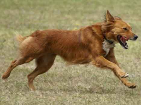 Now Pakistani dogs raised terror on LoC