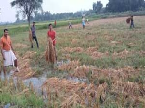 Minor broken embankment , harvest submerged