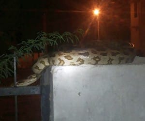 python is seen near minister house