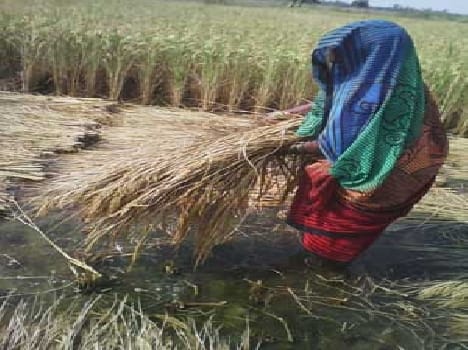 Cutting several acres of paddy submerged canal