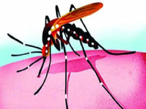 dengue fever meerut