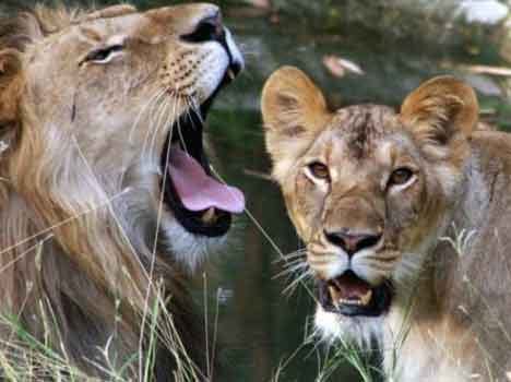 now chaos on Tigers feeding beef