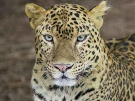 wild animals attack grow in residential areas 