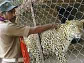 dangerous animal inter in kashipur